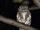 Amazonian Pygmy Owl