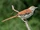 Brown Thrasher