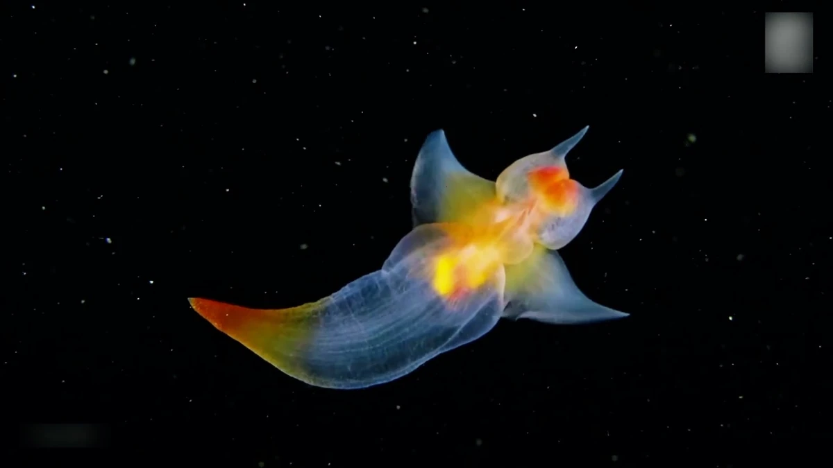 Sea Angel | NatureRules1 Wiki | Fandom