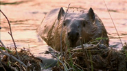 American Serengeti (2010)