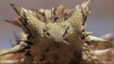 Thorny Devil
