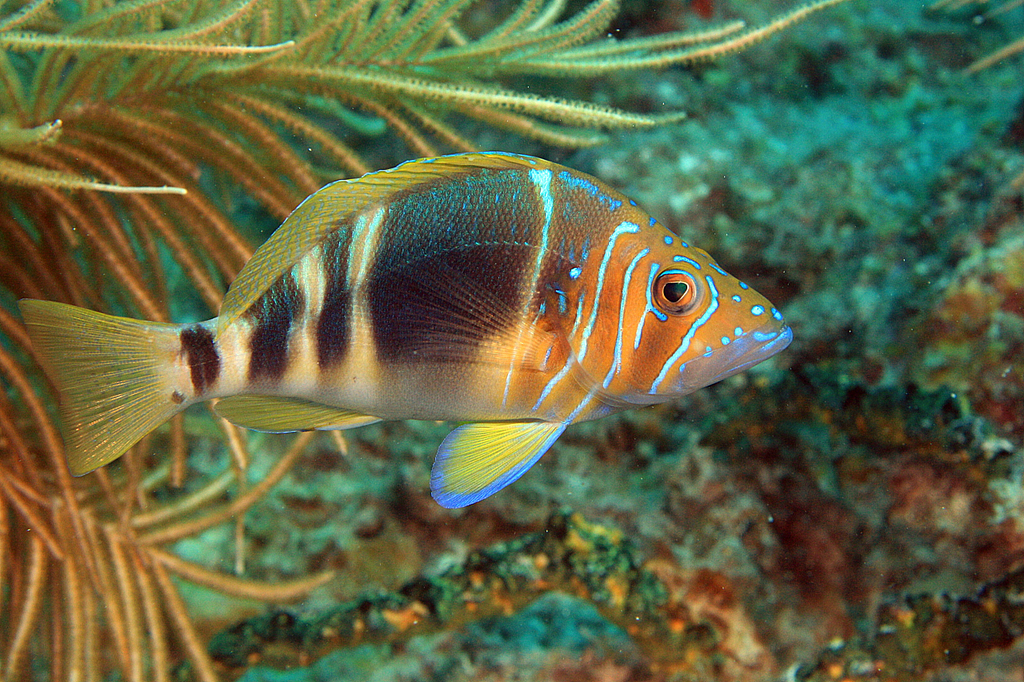 Barred Hamlet | NatureRules1 Wiki | Fandom