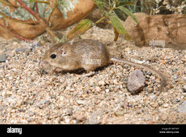 Desert-pocket-mouse-searches-for-seeds-on-desert-floor-BAT30F