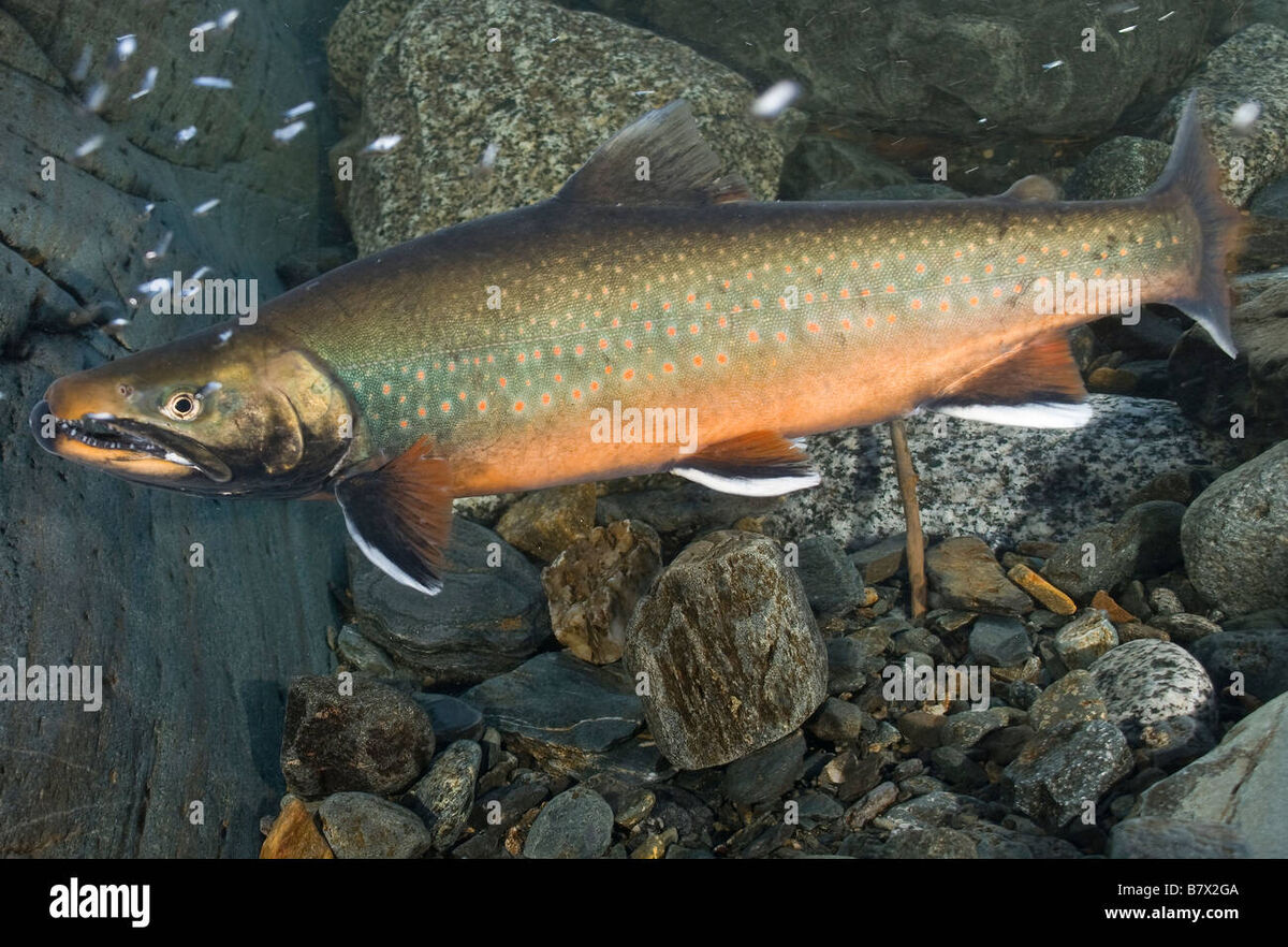 Dolly Varden Trout | NatureRules1 Wiki | Fandom
