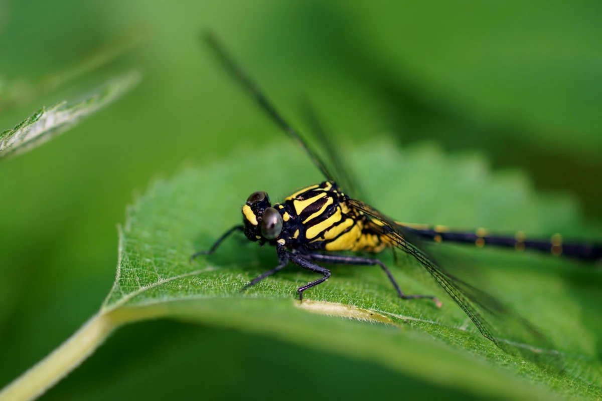 Korean Clubtail Dragonfly | NatureRules1 Wiki | Fandom