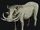 Metridiochoerus