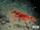 Giant Red Shrimp