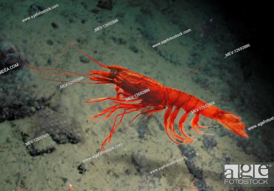 Tilhører Termisk Menagerry Giant Red Shrimp | NatureRules1 Wiki | Fandom