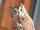 Eastern Screech Owl