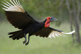 Shutterstock 1186093-johan-swanepoel