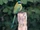 Blue-capped Motmot