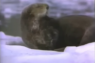Amazing Animals (1996-1999)
