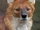 Dhole