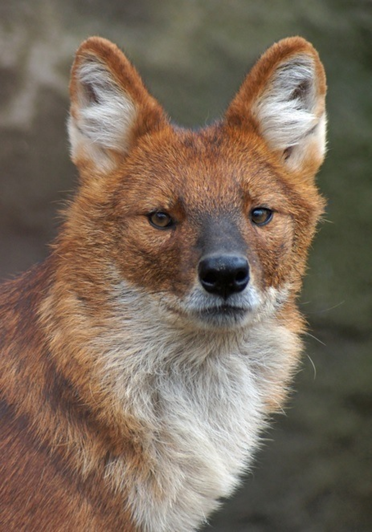 Dhole - Wikipedia