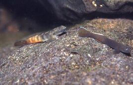 Hawaiian Freshwater Goby