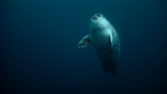 Our Planet (2019)