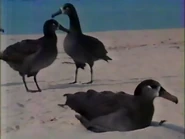The Gooneys of Midway Black-footed Albatross.png (757 KB) The Gooneys of Midway (1986)