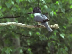 Belted Kingfisher, NatureRules1 Wiki