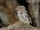 Whiskered Screech Owl
