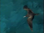 Fragments of Eden (1984)