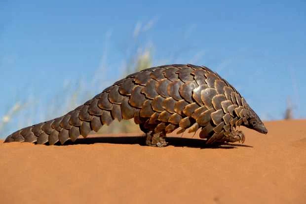 Ground Pangolin | NatureRules1 Wiki | Fandom