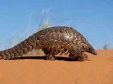Ground Pangolin