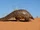 Ground Pangolin