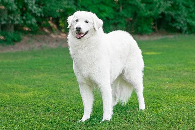 Kuvasz online great pyrenees