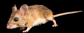 Mouse, Florida
