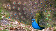 Bird Brain (2017)