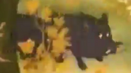The Little Fox (1981)