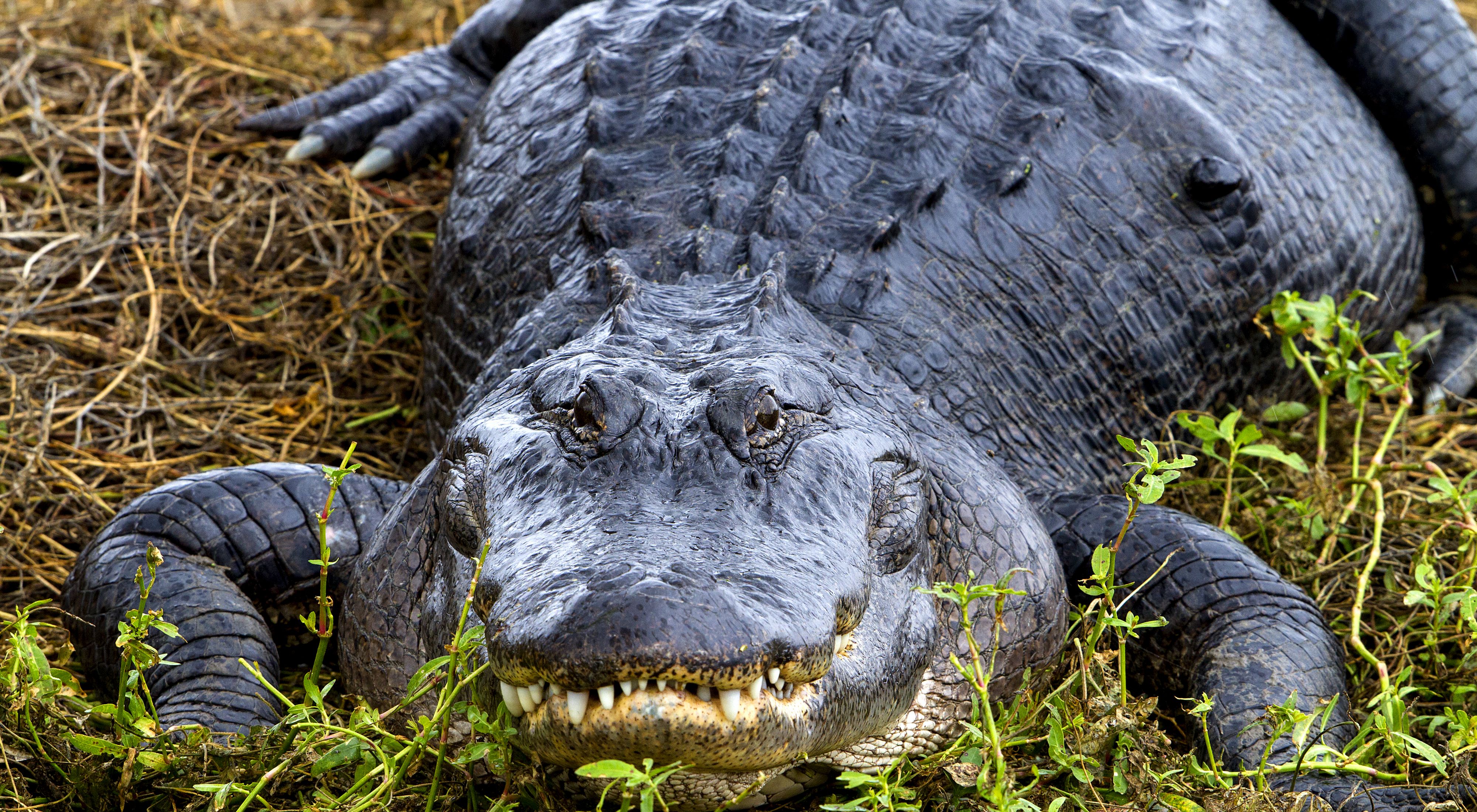 15 Albino Crocodile And Albino Alligator Facts - Leo Zoo