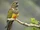 Burrowing Parrot