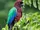 Maroon Shining Parrot