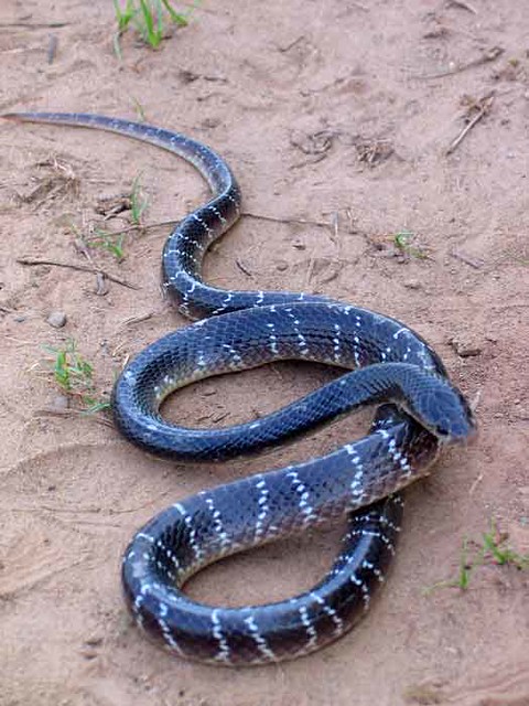 blue krait