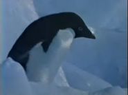 Antarctica: Earth's Last Frontier (1984)