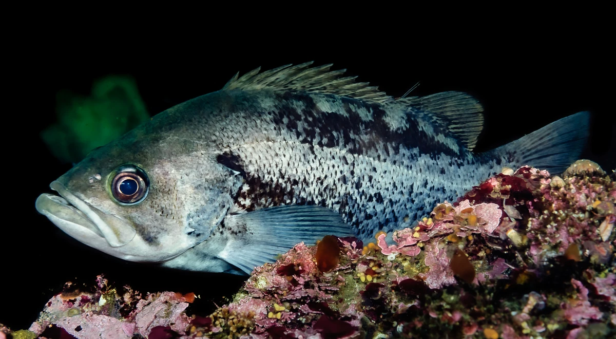 igurei　BLACK ROCK FISH/BR-105ULK Black Rockfish | NatureRules1 Wiki | Fandom