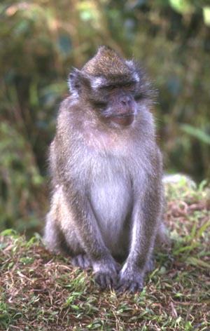 Crab-eating macaque - Wikipedia