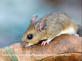 Deer-mouse-2