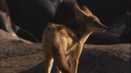 Desert Lions (2007)