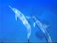 Dolphins: Close Encounters (1992)