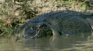 Dragon Alive (2004)