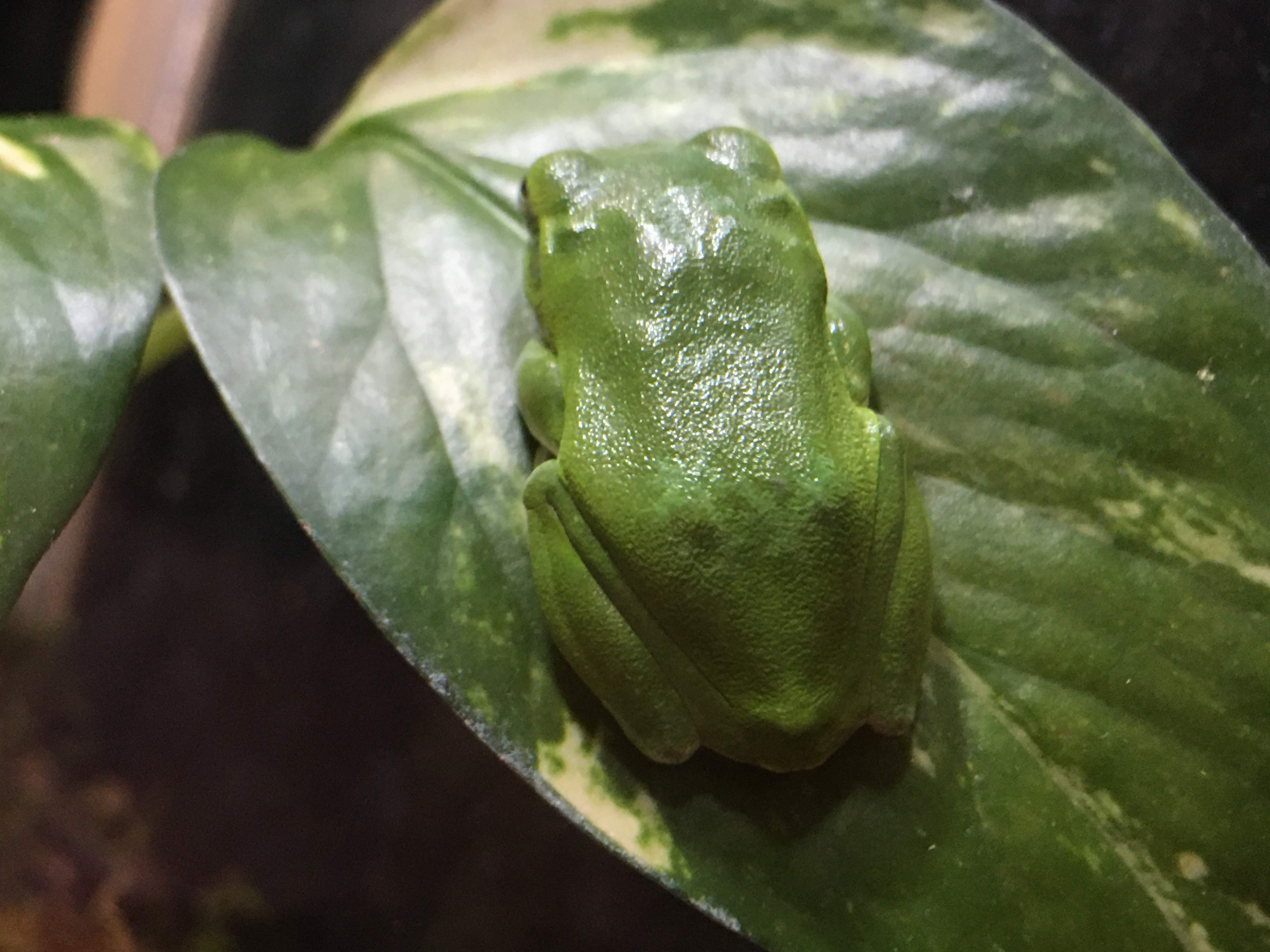 麟核　FrogTree Christy's tree frog | RZSS