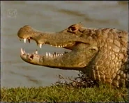 Land of the Scarlet Ibis (1991)