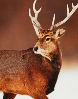 Sika Deer | NatureRules1 Wiki | Fandom