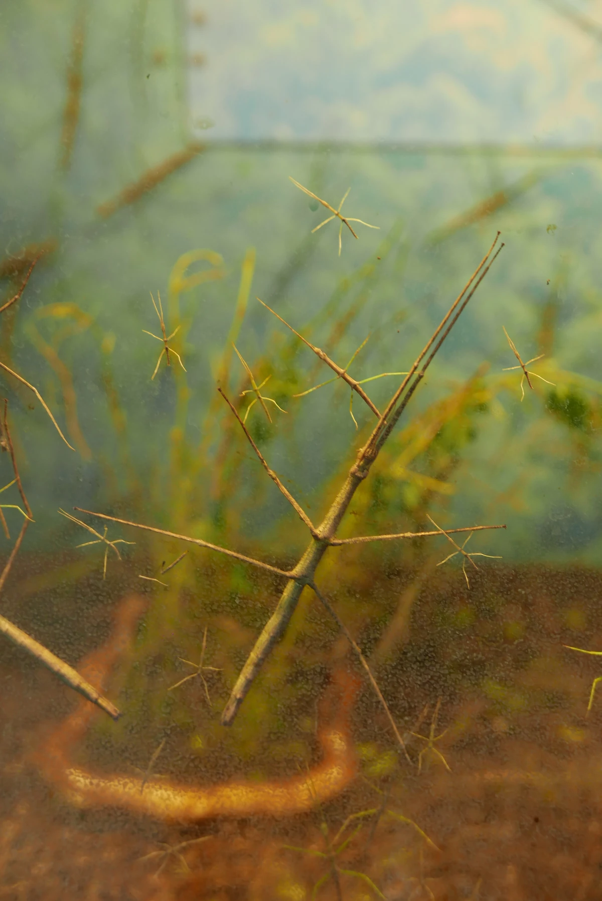 Pink Wing Stick Insect NatureRules1 Wiki Fandom