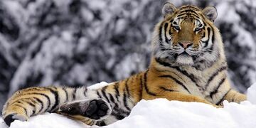 Bengal Tiger, NatureRules1 Wiki