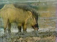 The Missing Monsoon (1984)