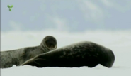 Wild Canada (2014)