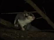 Wildest Australia (2005)